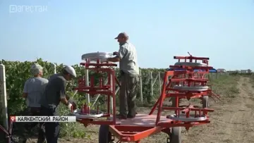 Разработки дагестанского изобретателя Магомедрасула Чупанова помогли виноградарям региона